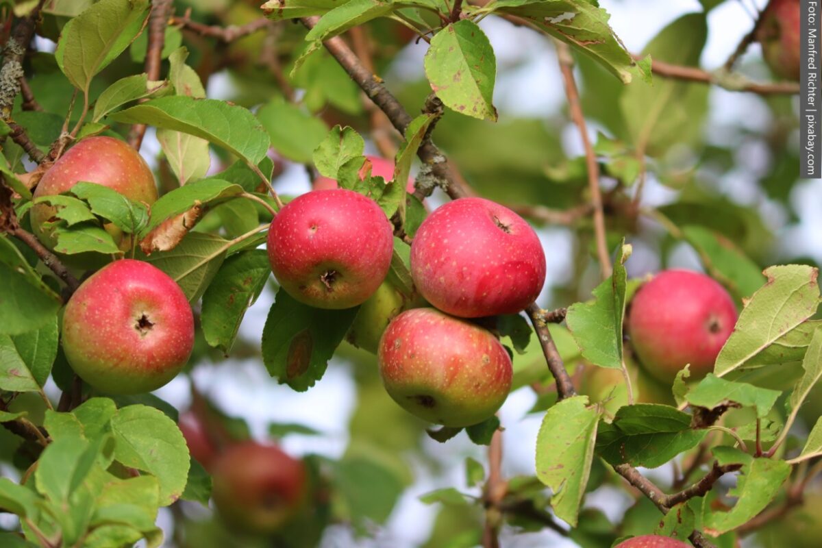 Äpfelbäume an Baum